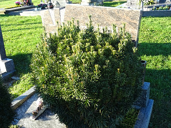 Friedhof Gerersdorf bei Gssing