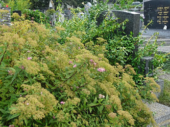 Friedhof Stegersbach