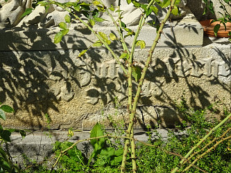 Friedhof Stegersbach