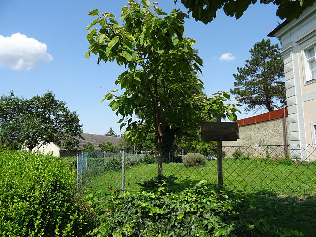 Mönchhof, Blauglockenbaum