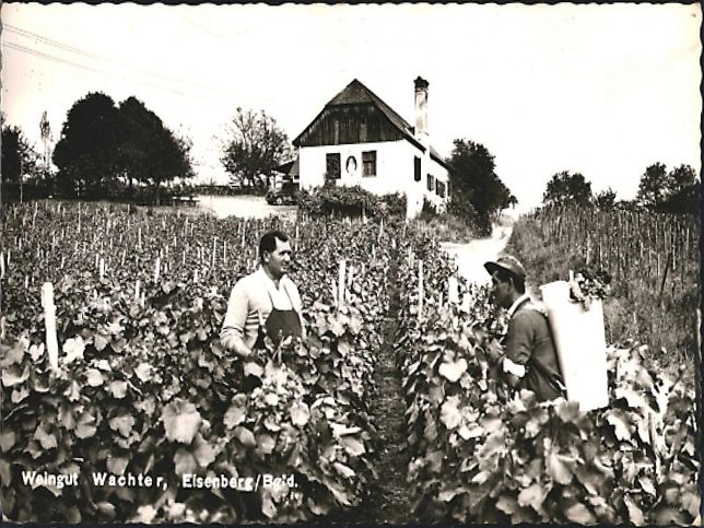 Eisenberg an der Pinka, Weingut Wachter