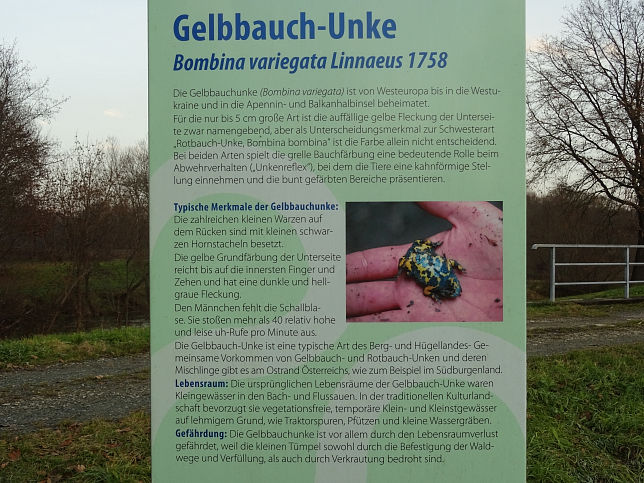 Gelbbauch-Unke (Bombina variegata Linnaeuus 1758)